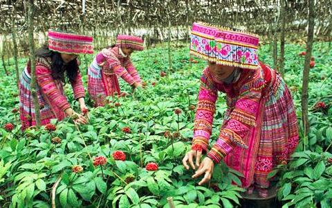 三七粉價格，三七花價格，三七的功效